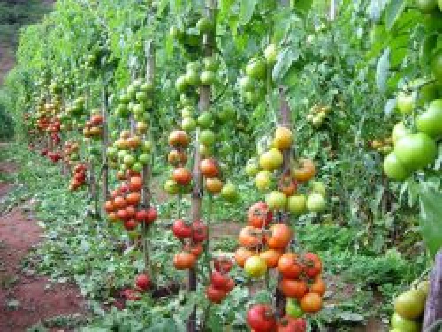 Tomate agroecológico custa 84% menos para ser produzido 