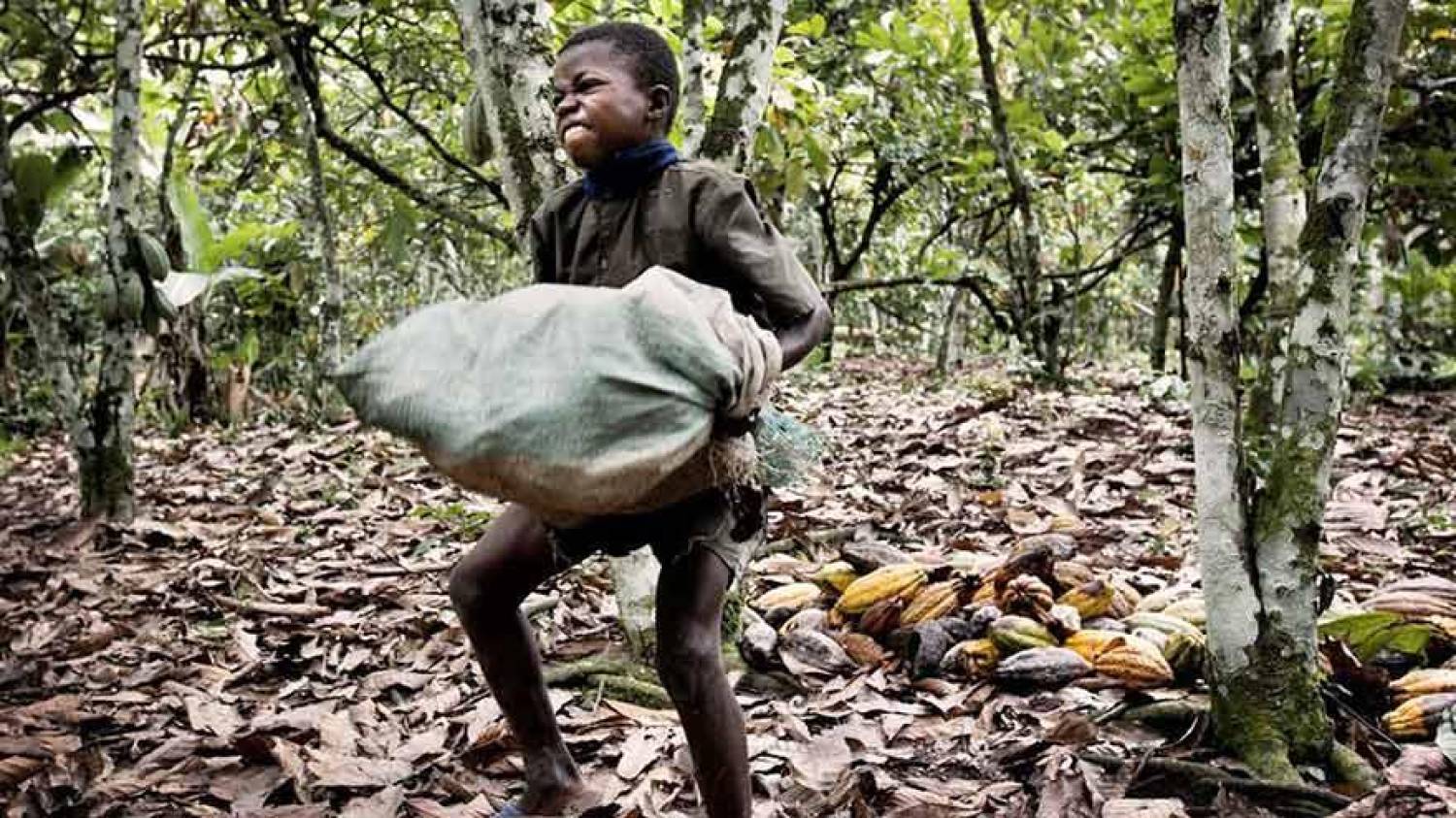 O lado negro do chocolate: crianças escravizadas nas plantações de cacau