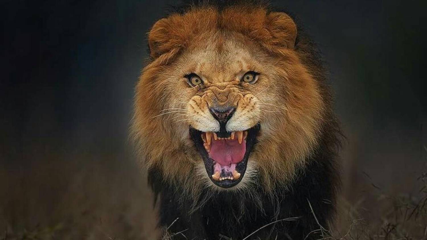 Declaração do Imposto de Renda tem mudanças na documentação em 2019 Declaração do Imposto de Renda tem mudanças na documentação em 2019