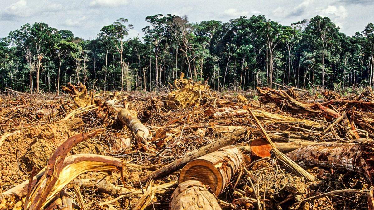 Bancos privados brasileiros financiam o desmatamento  