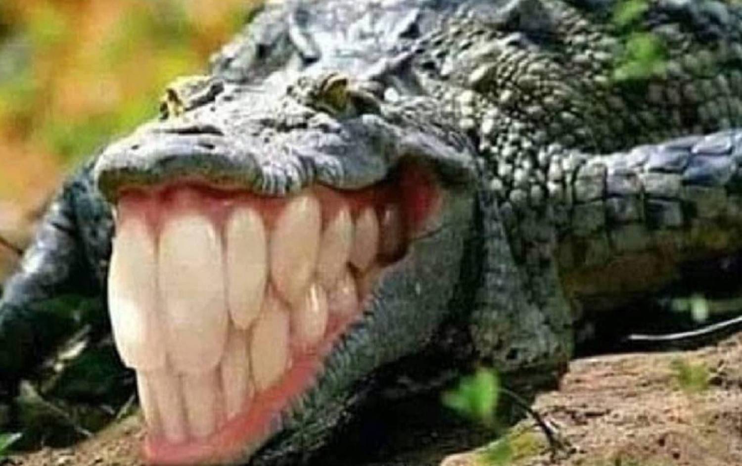 Bancos aumentam lucros durante a mais grave crise econômica e sanitária Bancos aumentam lucros durante a mais grave crise econômica e sanitária